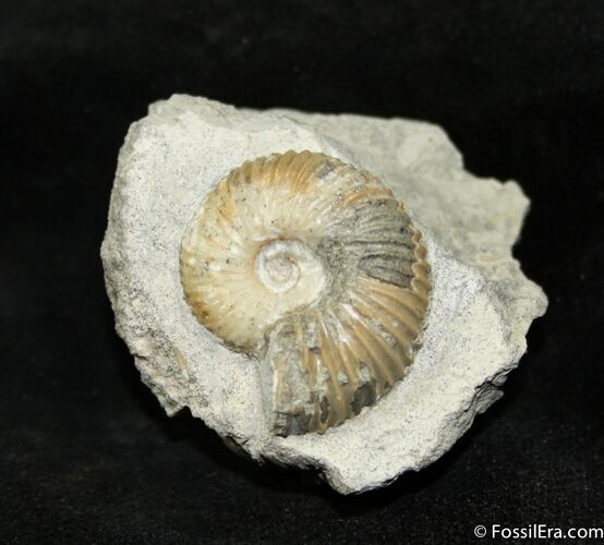Cadoceras Ammonite In Matrix ( inches) #1073
